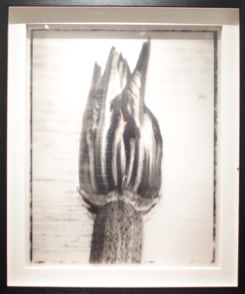 Nature morte (fleur + courgette) I